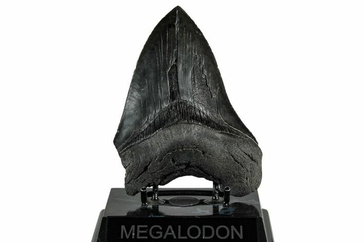 Serrated, Fossil Megalodon Tooth - South Carolina #301798